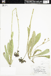 Hieracium aurantiacum image