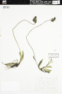 Hieracium aurantiacum image