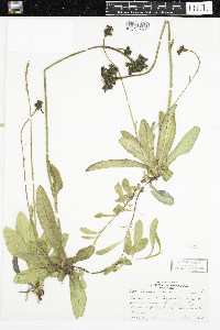 Hieracium aurantiacum image