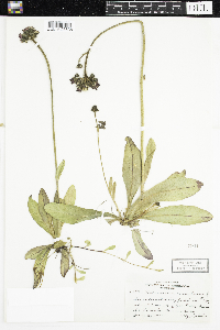 Hieracium aurantiacum image