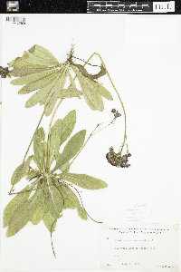 Hieracium aurantiacum image