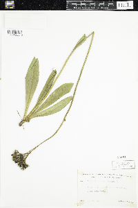 Hieracium aurantiacum image