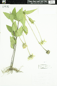 Heliopsis helianthoides image