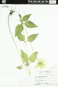 Heliopsis helianthoides image