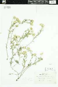 Heterotheca villosa image