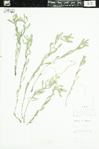 Heterotheca villosa image