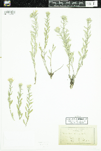 Heterotheca villosa image