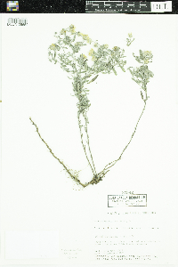 Heterotheca villosa image