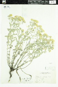 Heterotheca villosa image