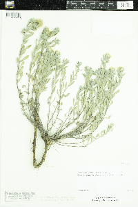 Heterotheca villosa image