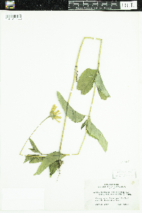 Heliopsis helianthoides var. scabra image