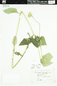 Heliopsis helianthoides var. scabra image