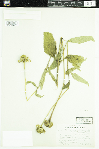 Heliopsis helianthoides var. scabra image