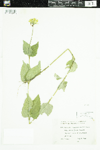 Heliopsis helianthoides var. scabra image