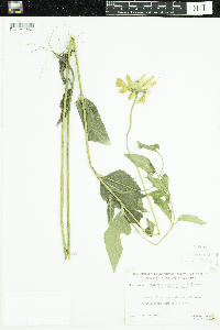 Heliopsis helianthoides var. scabra image