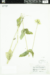 Heliopsis helianthoides var. scabra image