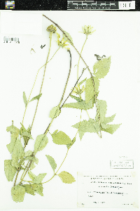 Heliopsis helianthoides var. scabra image