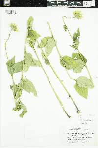 Heliopsis helianthoides var. scabra image
