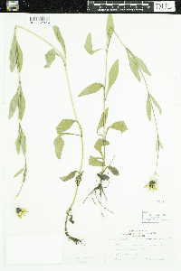 Helianthus x laetiflorus image