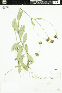 Helianthus x laetiflorus image