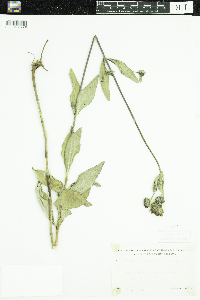 Helianthus x laetiflorus image