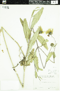 Helianthus x laetiflorus image