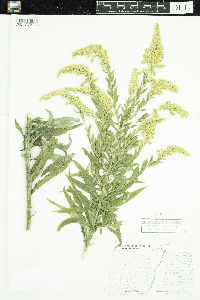 Solidago altissima image