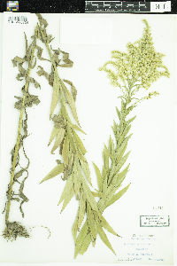 Solidago altissima image