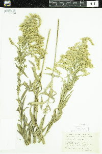 Solidago altissima image