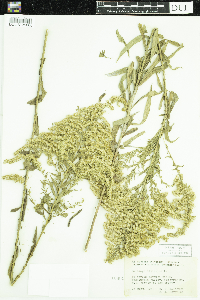 Solidago altissima image