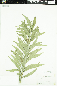 Solidago altissima image
