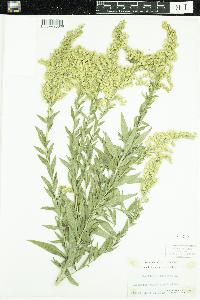 Solidago altissima image