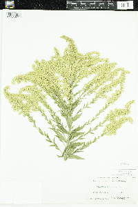 Solidago altissima image