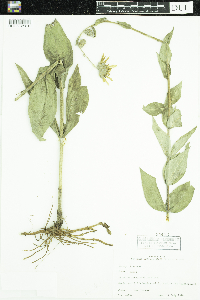 Silphium integrifolium image