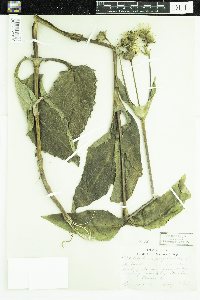 Silphium perfoliatum image