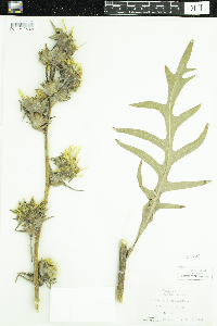 Silphium laciniatum image
