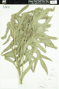 Silphium laciniatum image