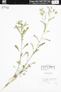 Senecio vulgaris image