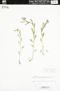 Senecio vulgaris image