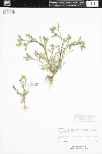 Senecio vulgaris image
