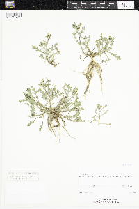 Senecio vulgaris image