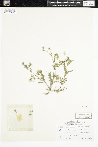 Senecio vulgaris image