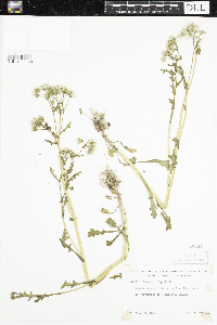 Senecio vulgaris image