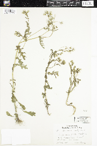 Senecio vulgaris image