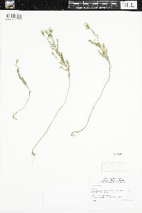 Senecio viscosus image