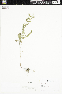 Senecio viscosus image