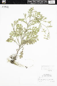 Senecio viscosus image