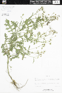 Senecio viscosus image