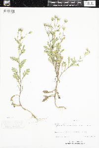 Senecio viscosus image
