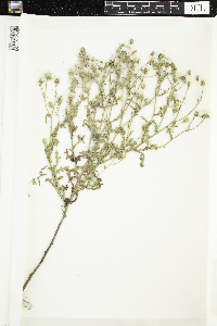 Senecio viscosus image